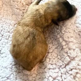 Boy Pup - Chocolate sable male Pomeranian puppy in Cheektowaga, New York from Luxe Legacy Pomeranians