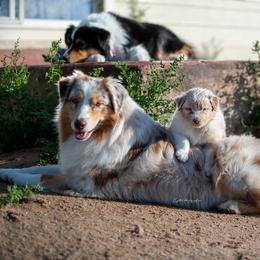 Australian Shepherd Puppies from Crystalbrook Aussies