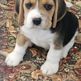 Beagle Puppies from Fairmont Beagles