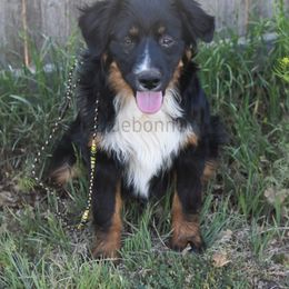 Denver - Black tri male Miniature Australian Shepherd puppy in Lubbock, Texas from Texas Bluebonnet Herders