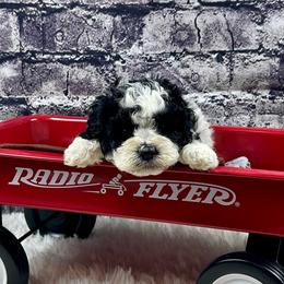 Stan - Parti male Poodle puppy in Lancaster, Missouri from Cavapoo Acres