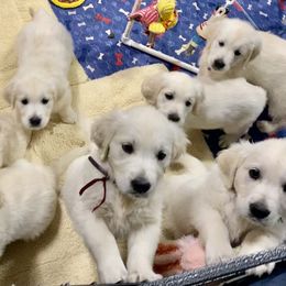 Golden Retriever and Jack Russell Terrier Puppies from Shelby Burleson's Golden Retrievers and Jack Russell Terriers