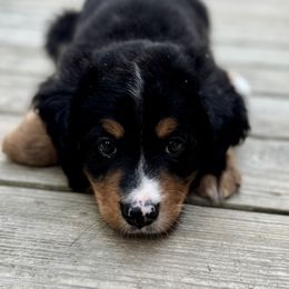 Bernedoodle Puppies from Cove Creek Companions