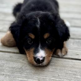 Bernedoodle Puppies from Cove Creek Companions