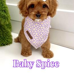 Baby Spice - Red female Cavapoo puppy in Buford, Georgia from Petite Posh Puppies