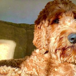 Bernedoodles, Goldendoodles, and Poodles from Elevated Standards NC