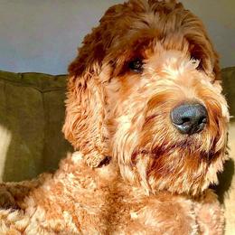 Bernedoodles, Goldendoodles, and Poodles from Elevated Standards NC