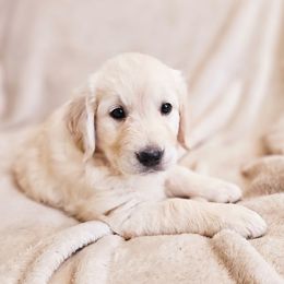 Pink Collar - Light golden female Golden Retriever puppy in Coarsegold, California from Sierra Hills Retrievers