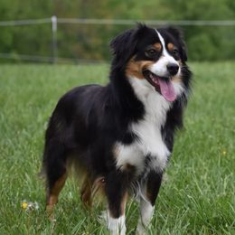 Trixie - Miniature Australian Shepherd