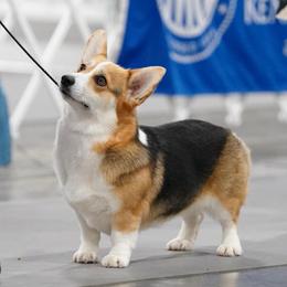 Kaya - Pembroke Welsh Corgi
