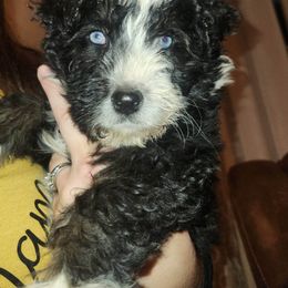 Aussiedoodle and Australian Shepherd Puppies from Holly Ridge Aussies