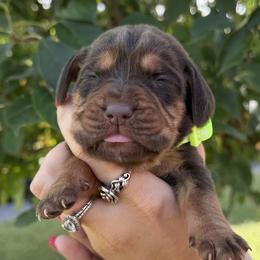 Boy 5 light green - male Bloodhound puppy in Lynchburg, Virginia from Bloodhound Life