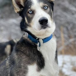 Alaskan Husky All Grown Up from Sage Mountain Sled Dogs