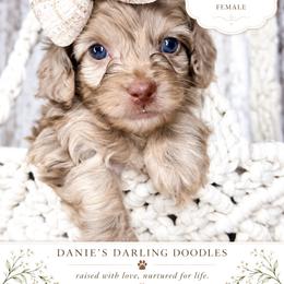 Kate - Merle female Cockapoo puppy in Otisville, Michigan from Danie’s Darling Doodles LLC