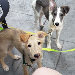 Silken Windhound Puppies from Silken Agents of CSBeck