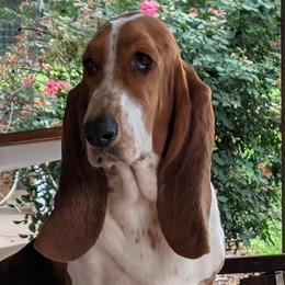 Basset Hound puppies from Lindsey Smith
