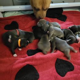 American Bully and Boston Terrier Puppies from Greenberg's Boston Terriers & Bullies of Metro Detroit