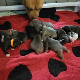 American Bully and Boston Terrier Puppies from Greenberg's Boston Terriers & Bullies of Metro Detroit