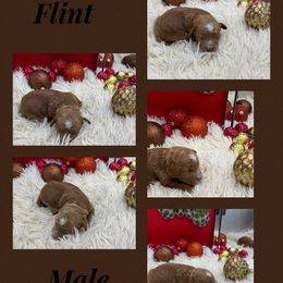 Flint - Red  male Goldendoodle puppy in Wayland, New York from Loris Pampered Pooches💕