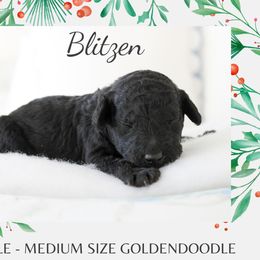 Blitzen - Black male Goldendoodle puppy in Wilson, North Carolina from Cedar Creek Doodles