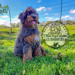 Bernedoodle puppies from 2 Rose Ranch Doodles