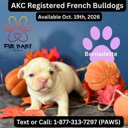 Bernadette - Cream female French Bulldog puppy in Michigan from Fur Baby Farms
