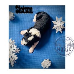 Stetson - Tri-color male Bernedoodle puppy in Belleville, Michigan from Moose Tracks Bernedoodles