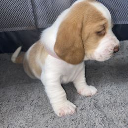 Basset Hound Puppies from Mockingbird Hollow Bassets