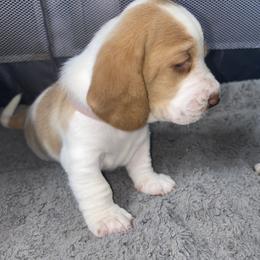 Basset Hound Puppies from Mockingbird Hollow Bassets