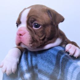 Baby Chronos - Seal and white male Boston Terrier puppy in Kingsport, Tennessee from Sleepwalker Bostons
