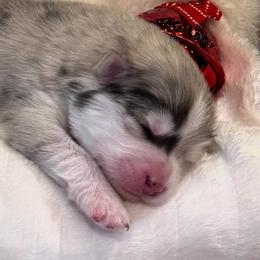 Gizmo - Merle female Pomsky puppy in Broken Arrow, Oklahoma from Sterling Pomskies