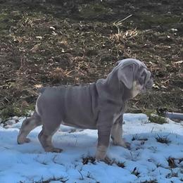Chloe - Lilac tri-color female Bulldog puppy in Harrisburg, Pennsylvania from Central PA WiggleButts Bulldogs