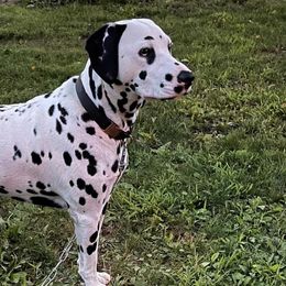 Dalmatians from Domino’s Dalmatians