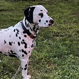 Dalmatians from Domino’s Dalmatians