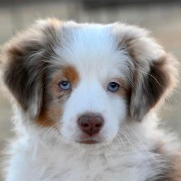 Miniature Australian Shepherds and Toy Australian Shepherds from Setting Sun Aussies