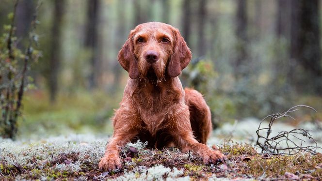 Wirehaired Vizsla