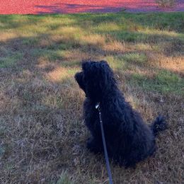 Simone Biles - Black Barbet puppy in New Bedford, Massachusetts from Barbie's Barbets