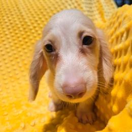 George - Piebald male Dachshund puppy in Tuscaloosa, Alabama from Watermelon Doxies