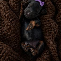Girl 4 - female Goldendoodle puppy in Ranger, Georgia from Muscadine Meadows Poodles and Doodles