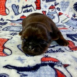 Russell - Brindle male Shih Tzu puppy in Wakefield, Rhode Island from Shih Tzu Companions in Rhode Island