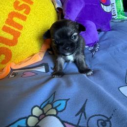 Sparkle - Sable spotted white female Chihuahua puppy in Charlotte, North Carolina from Lawinski’s Chihuahua World