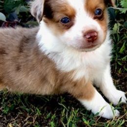 Miniature Australian Shepherds and Toy Australian Shepherds from Tonia Johnson's Toy and Miniature Australian Shepherds