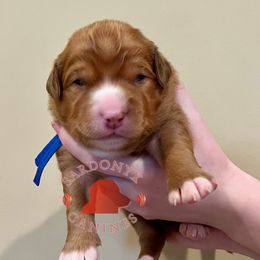 Appaloosa - Red male Nova Scotia Duck Tolling Retriever puppy in Albany, New York from Sardonyx Canines