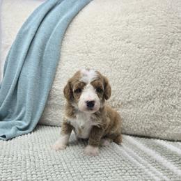 Chestnut - Red  male Goldendoodle puppy in Floyd, Virginia from Hearts and Paws Poodles and Doodles