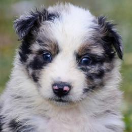 Green boy - Blue merle male Australian Shepherd puppy in Clarkrange, Tennessee from Vom Wolff