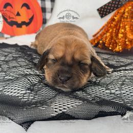 Miss. Pink-2800 - Cream female Dachshund puppy in Sparr, Florida from From the Heart Doxies