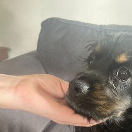 Mid - Cocker Spaniel