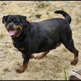 Gama - Rottweiler