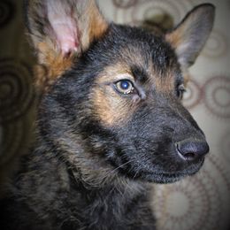 German Shepherd and Rhodesian Ridgeback Puppies from Sugar Paws Pets