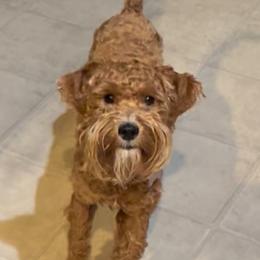 Weezy - Schnoodle